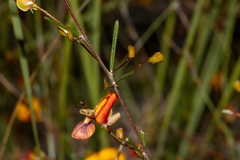 Euchilopsis linearis
