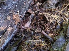Hypomyces papulasporae
