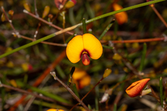 Euchilopsis linearis