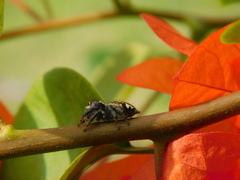 Carrhotus