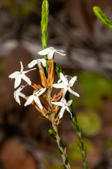 Lysinema pentapetalum
