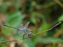 Potamarcha congener