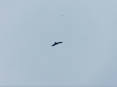 Ictinaetus malaiensis