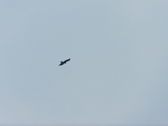 Ictinaetus malaiensis