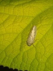 Curtara insularis