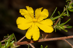 Hibbertia hypericoides