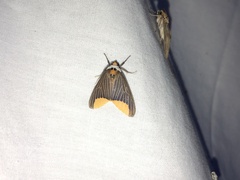 Phaegopterina