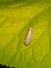 Curtara insularis