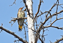 Colaptes auratus luteus