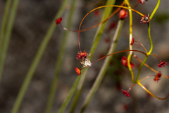 Drosera pallida