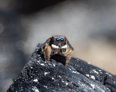 Maratus anomalus