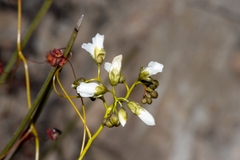 Drosera pallida
