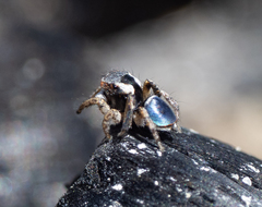 Maratus anomalus