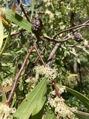 Hakea salicifolia