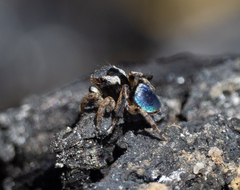 Maratus anomalus