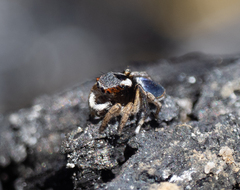 Maratus anomalus