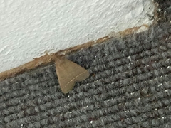 Simplicia cornicalis