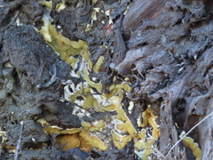 Serpula himantioides