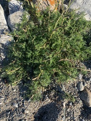 Lepidium didymum