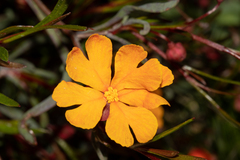 Hibbertia stellaris