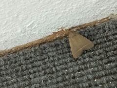 Simplicia cornicalis