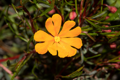 Hibbertia stellaris