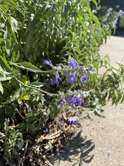 Bombus pensylvanicus