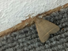 Simplicia cornicalis