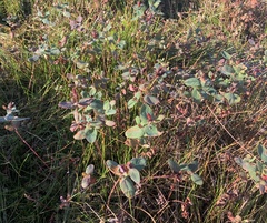 Hypericum virginicum