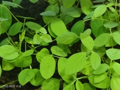 Neustanthus phaseoloides javanicus