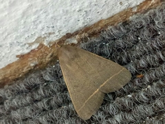 Simplicia cornicalis