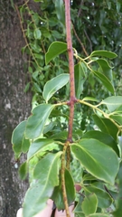 Tripodanthus acutifolius