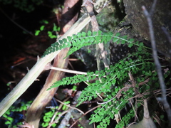 Asplenium viride