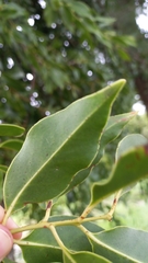 Tripodanthus acutifolius