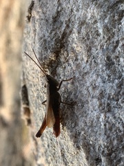 Chloealtis conspersa