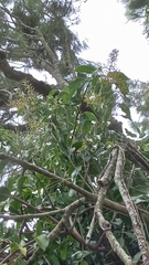 Tripodanthus acutifolius