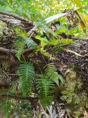 Davallia pectinata