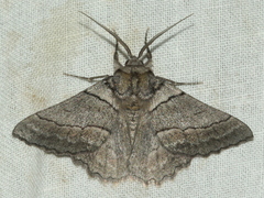 Hypobapta tachyhalotaria