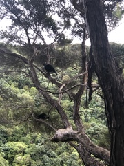 Prosthemadera novaeseelandiae