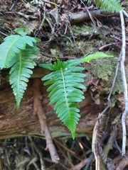 Davallia pectinata