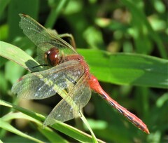Sympetrum internum