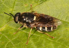 Stratiomys badia