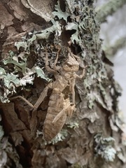Ophiogomphus colubrinus