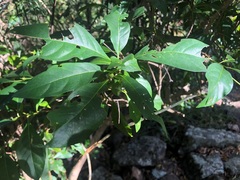 Pavetta australiensis