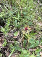 Caladenia magniclavata