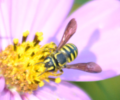 Paranthidium jugatorium lepidum
