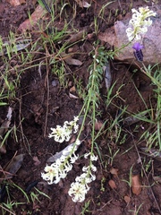 Stackhousia aspericocca