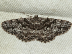 Hypomecis externaria