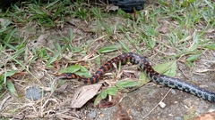 Erythrolamprus vitti