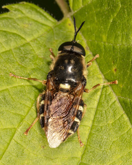 Stratiomys badia